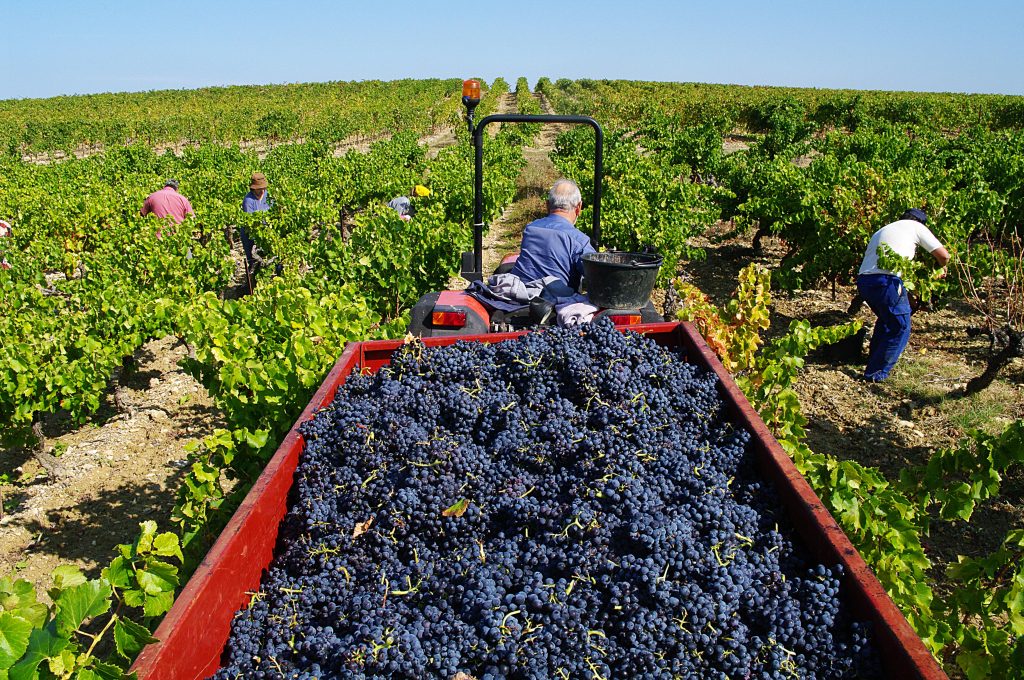 Tracteur avec une benne remplie de raisin pendant les vendanges